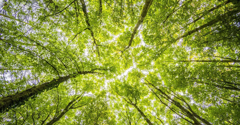Forest-Therapy-2-Hours-per-Week-among-Nature-to-Reduce-Stress